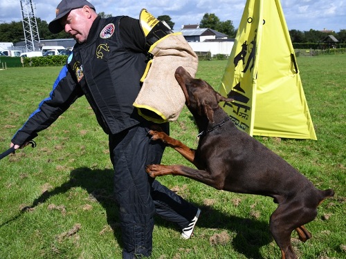 K9 Training Services U